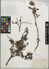 Foto von Salix glauca L.